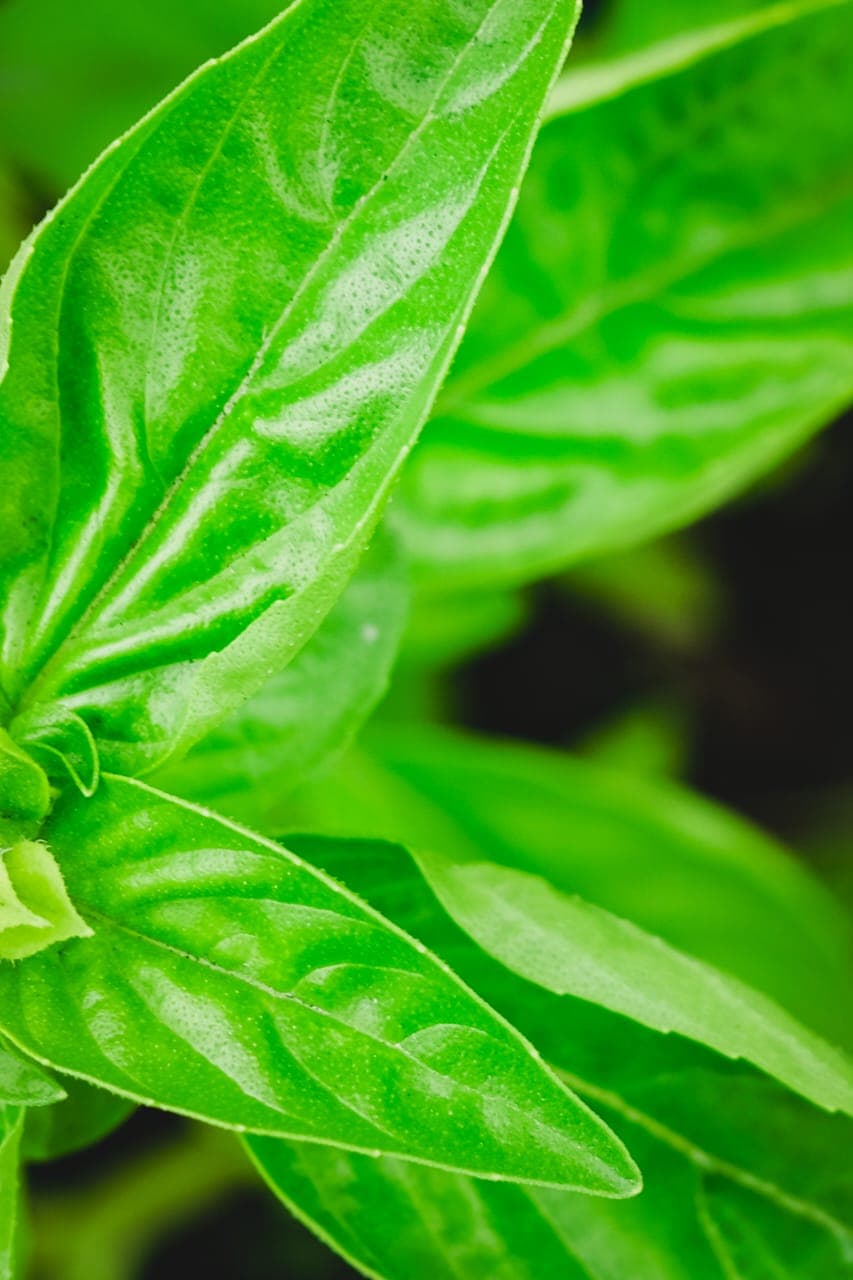 Fresh basil