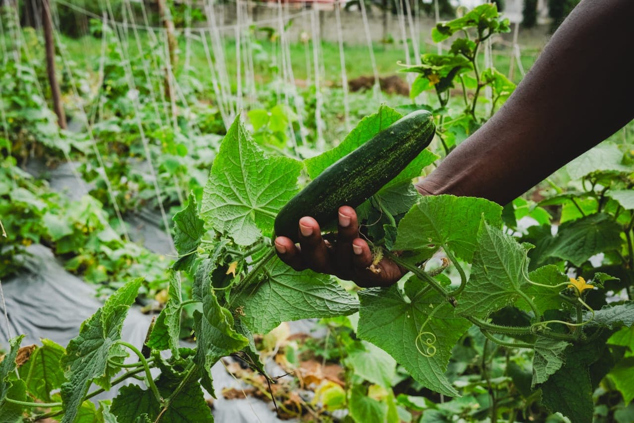 A hand harvesting a cucumber