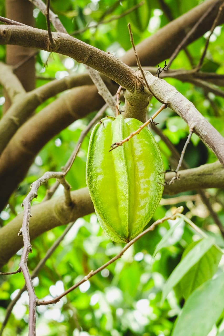 Star fruit